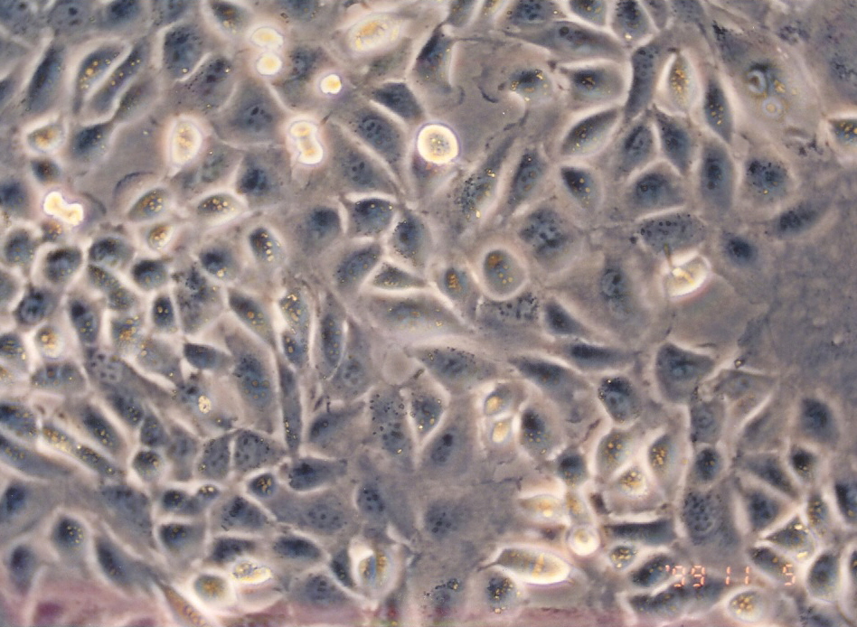 GC-1 spg细胞图片